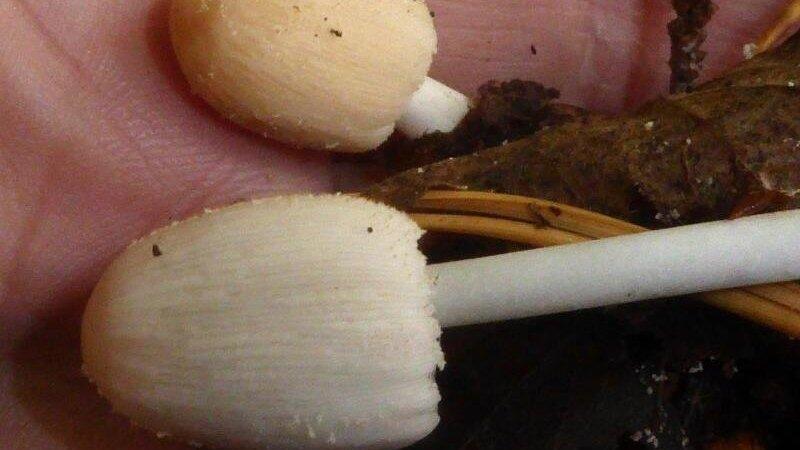 Kleinsporige Fasertintlinge liegen auf einer Handfläche.