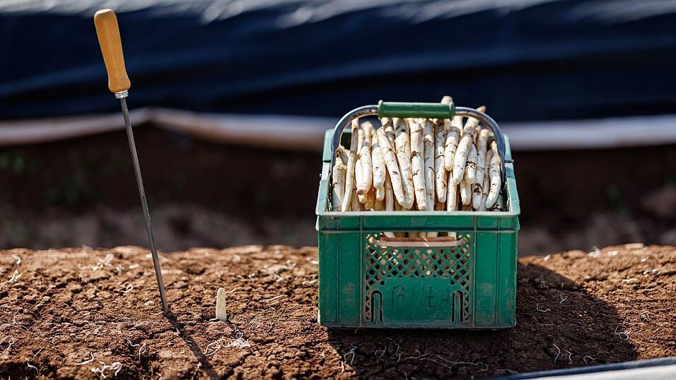 Die ersten bayerischen Spargelh&ouml;fe haben mit der Ernte begonnen.