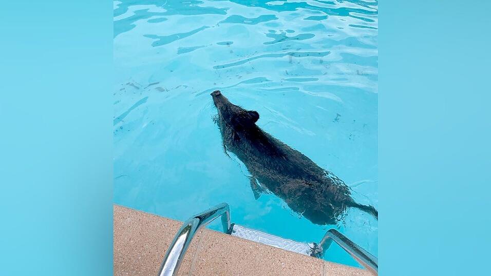 Abk&uuml;hlung vonn&ouml;ten: Ein Wildschwein schwimmt in einem Swimmingpool.