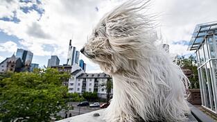Was mag dieser Hund denken? Vielleicht: angenehme Brise.