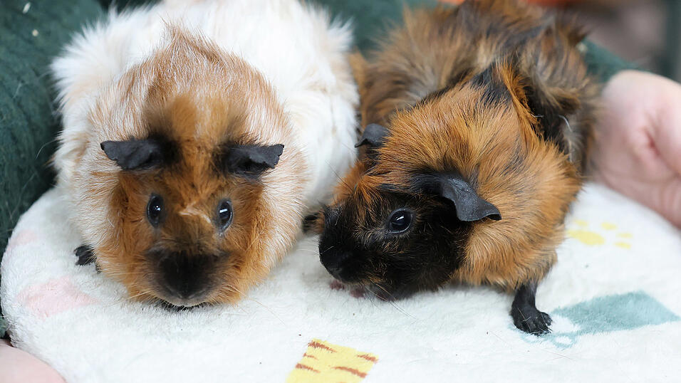 240 Tiere waren am Samstag bei der Schau in Landshut gemeldet. 240 Tiere waren am Samstag bei der Schau in Landshut gemeldet.