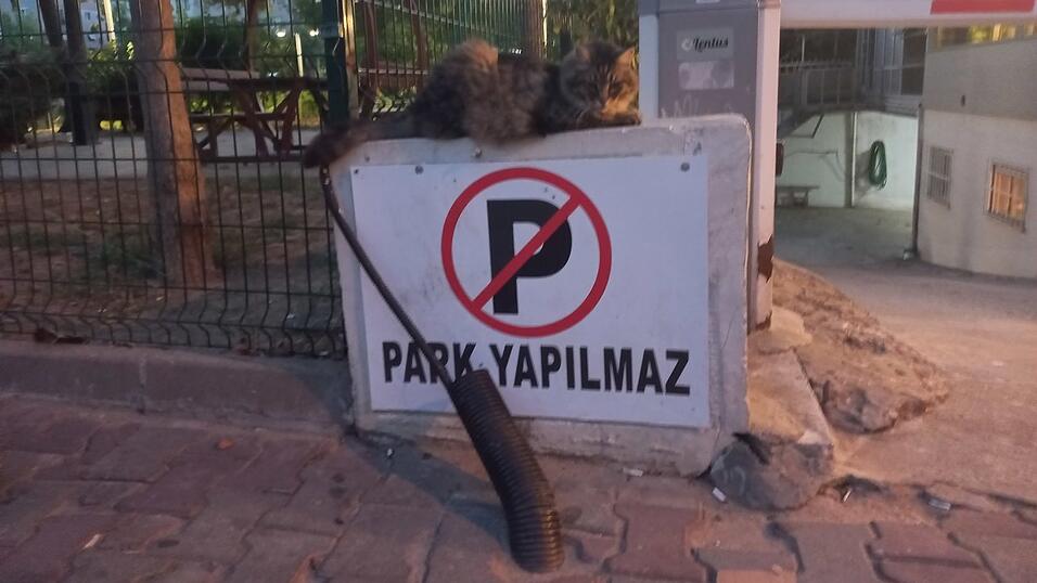 Man trifft sie wirklich überall an: Katzen in Istanbul.