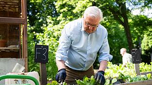 Steinmeier g&auml;rtnert in einem Hochbeet in Berlin-Neuk&ouml;lln.