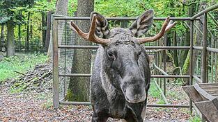 Nun ist er wieder im Wildpark Pforzheim: Elch Erwin.