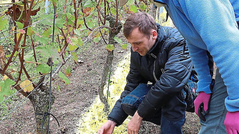 Das Mulchmaterial aus Nachwachsenden Rohstoffen wird als Streifen im Unterstockbereich der Weinst&ouml;cke gespritzt und verhindert so den Wuchs von Beikraut. Dr. Michael Kirchinger erkl&auml;rt Bio-Weinbauer Franz Luttner (rechts) die Zusammensetzung des Materials.