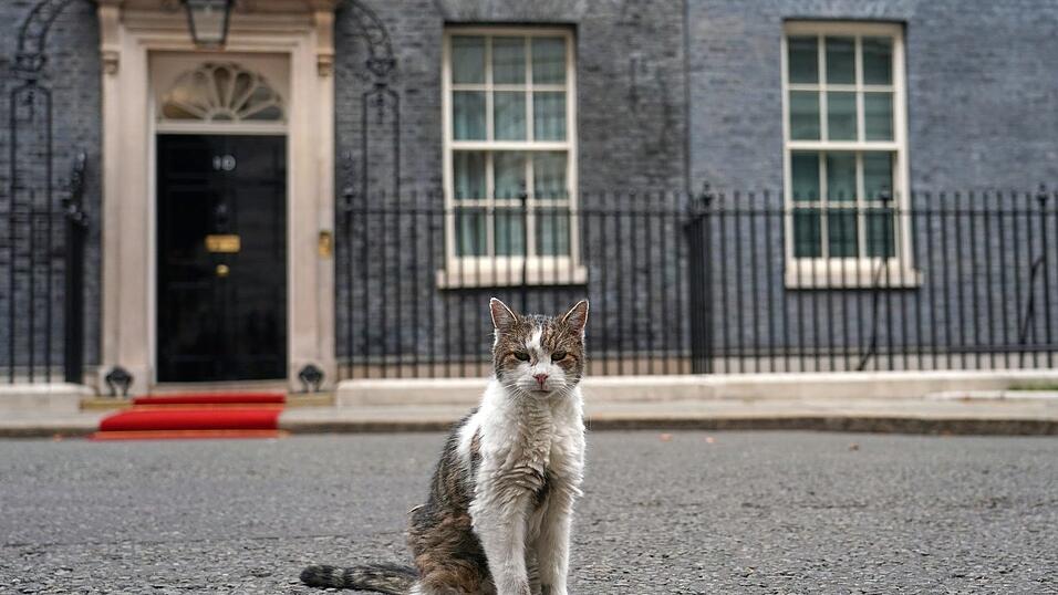 Kater Larry stiehlt Staatsgästen gerne mal die Schau. (Archivbild) Kater Larry stiehlt Staatsgästen gerne mal die Schau. (Archivbild)