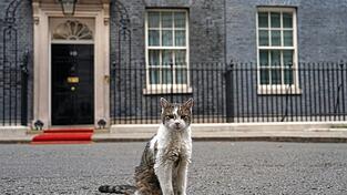 Kater Larry stiehlt Staatsgästen gerne mal die Schau. (Archivbild) Kater Larry stiehlt Staatsgästen gerne mal die Schau. (Archivbild)