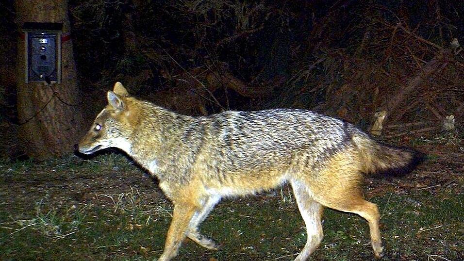 Ungewöhnlicher Gast: Der erste Goldschakal in Bayern tauchte 2012 im Nationalpark Bayerischer Wald im Landkreis Freyung-Grafenau auf. Ungewöhnlicher Gast: Der erste Goldschakal in Bayern tauchte 2012 im Nationalpark Bayerischer Wald im Landkreis Freyung-Grafenau auf.