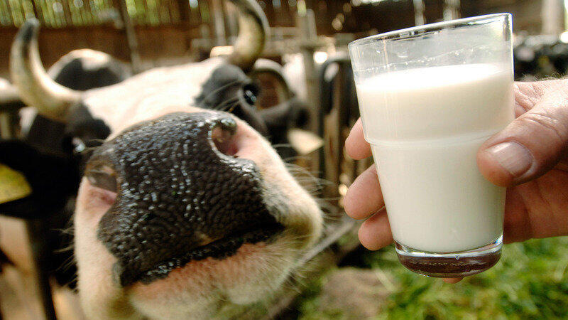 Eine Kuh streckt ihre Nase vor während eine Hand ein Glas Milch hält.