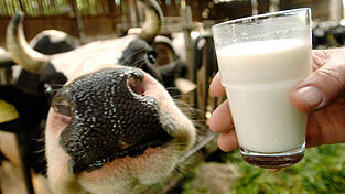 Eine Kuh streckt ihre Nase vor während eine Hand ein Glas Milch hält.