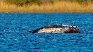 Der Wal liegt immer noch vor der Insel Poel.