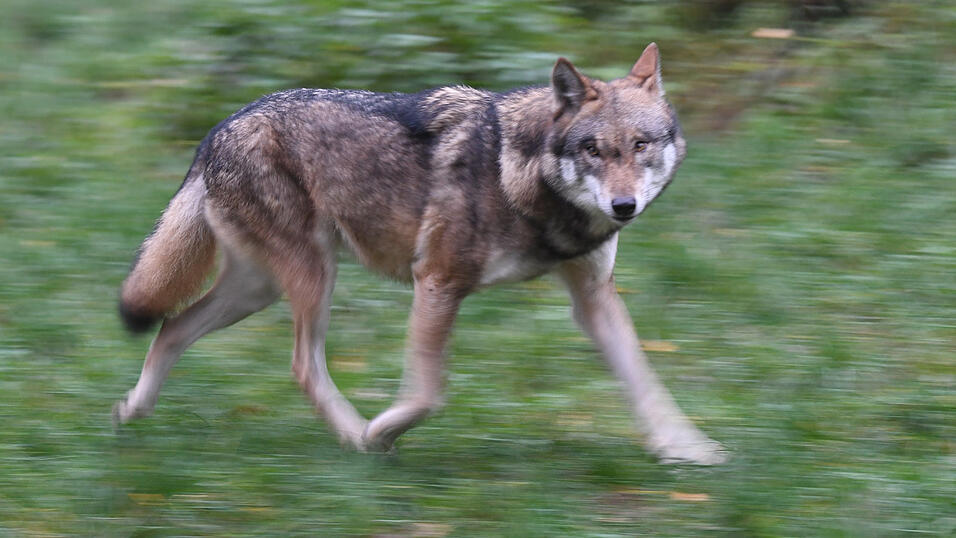 Ein Wolf ist auf der A3 überfahren worden. (Symbolbild) Ein Wolf ist auf der A3 überfahren worden. (Symbolbild)