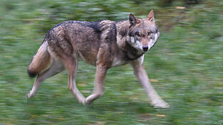 Ein Wolf ist auf der A3 &uuml;berfahren worden. (Symbolbild)&nbsp;