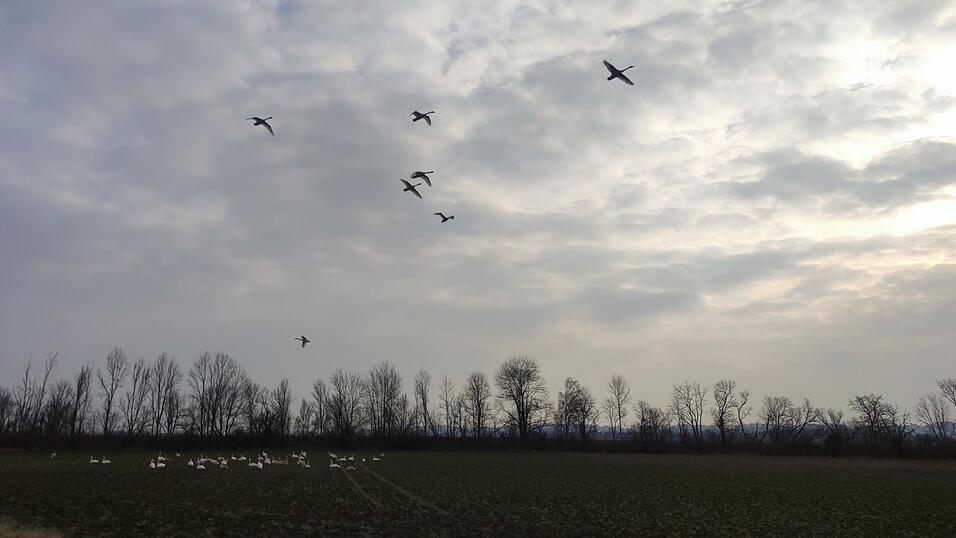 Schw&auml;ne im Landeanflug am Isarkanal.