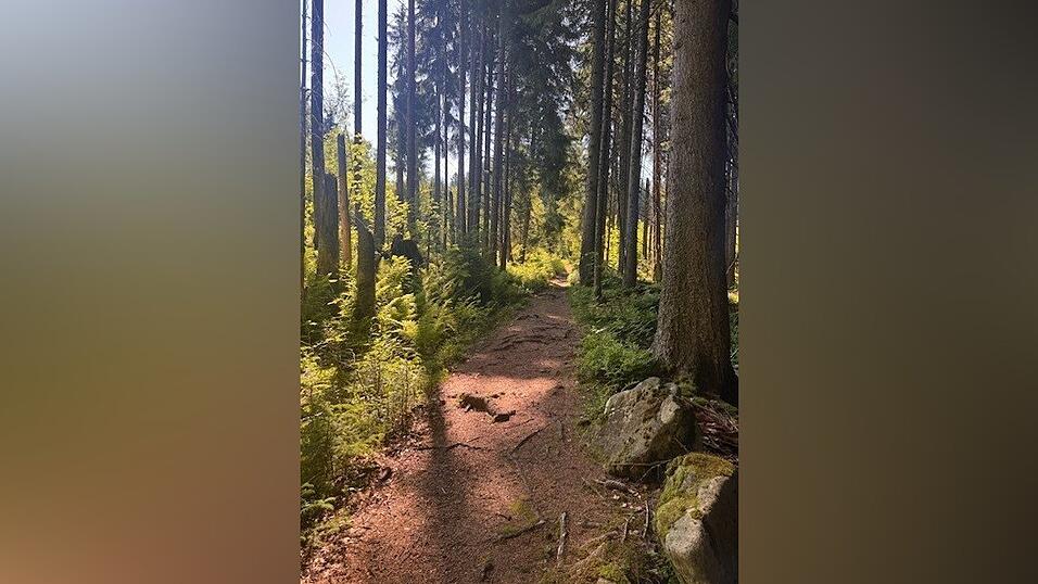Die Natur des Bayerischen Waldes begeistert viele Wanderer. 