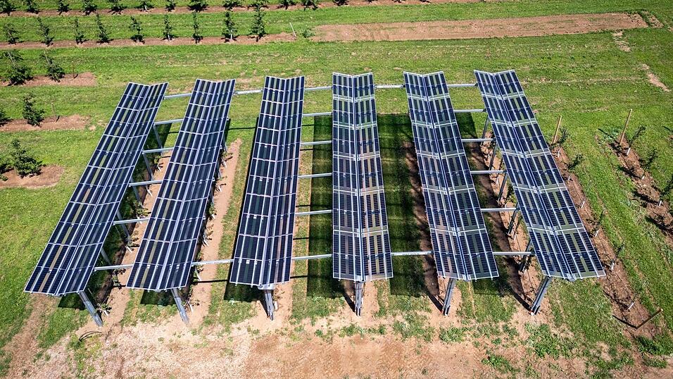 Solarmodule spenden Kirschbäumen Schatten - im Landkreis Forchheim läuft dieses Modellprojekt. Solarmodule spenden Kirschbäumen Schatten - im Landkreis Forchheim läuft dieses Modellprojekt.
