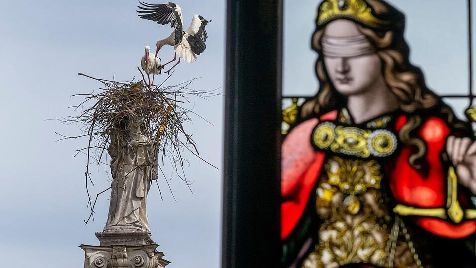 &laquo;Nicht den besten Nistplatz ausgesucht&raquo;