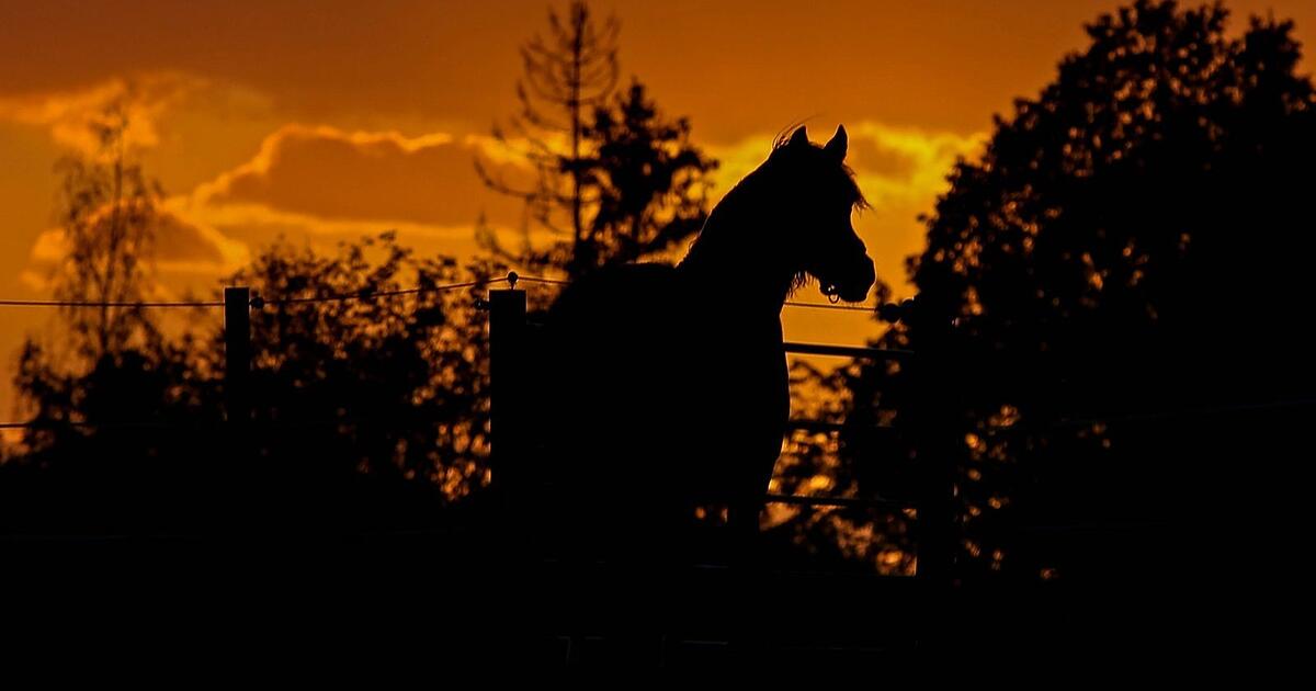 Pervert allegedly abused horses in stable near Mallersdorf