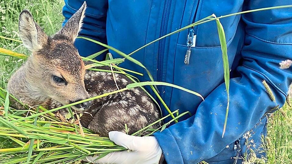 Gerettet! Dieses Rehkitz hat es geschafft: Es wird von Kitzrettern vorbildlich mit geruchsneutralen Einmalhandschuhen und einem gro&szlig;en B&uuml;schel Gras in einer Kiste am Rande der Wiese abgesetzt und hinterher wieder freigelassen. Da ihm kein fremder Geruch anhaftet, wird es auch vom Muttertier wieder angenommen.