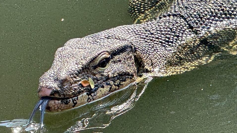 Oft lassen die Riesenechsen ihre dunkle, gespaltene Zunge hervorschnellen.