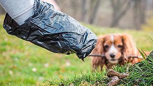 Fehl am Platz: Der Neualbenreuther Bürgermeister plant nicht, Hunde aus dem Ort zu verbannen. Nur ihre Hinterlassenschaften will er nicht auf den Straßen haben.