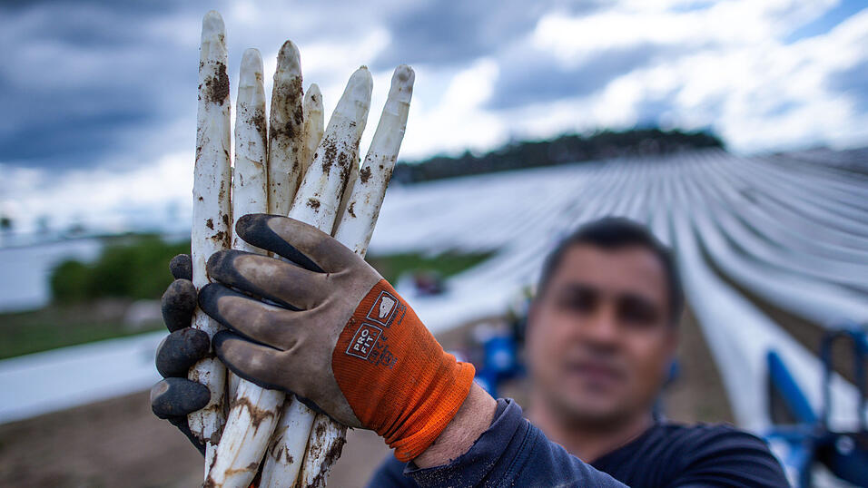 Bei 150 Erntehelfern aus Polen, Rumänien oder Bulgarien soll sich der Unternehmer durch eine Masche Sozialabgaben in Millionen-Höhe gespart haben. (Symbolfoto) Bei 150 Erntehelfern aus Polen, Rumänien oder Bulgarien soll sich der Unternehmer durch eine Masche Sozialabgaben in Millionen-Höhe gespart haben. (Symbolfoto)