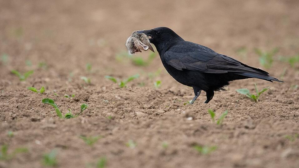 F&uuml;chse und Waschb&auml;ren z&auml;hlen zu den wichtigsten Fressfeinden der M&uuml;mmler. Auf diesem Foto hatte ein Langohr gegen eine Kr&auml;he das Nachsehen. (Symbolbild)