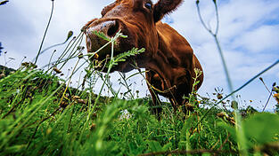 Am Ostersonntag hat ausgebüxte Kuh für einen Polizeieinsatz gesorgt. (Symbolbild) Am Ostersonntag hat ausgebüxte Kuh für einen Polizeieinsatz gesorgt. (Symbolbild)