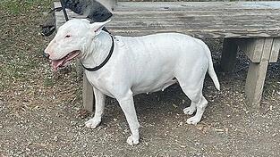 Nach dem tödlichen Angriff auf dem Kinderspielplatz hat die Polizei einen Bullterrier aus dem Verkehr gezogen.