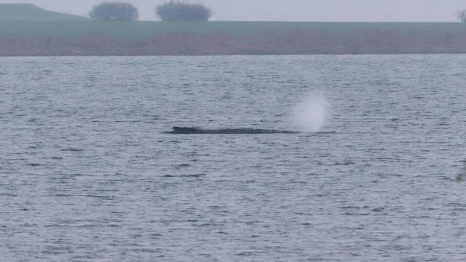 Der Zustand des gestrandeten Wals vor der Insel Poel ist unver&auml;ndert. (Archivbild)