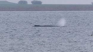 Der Zustand des gestrandeten Wals vor der Insel Poel ist unver&auml;ndert. (Archivbild)
