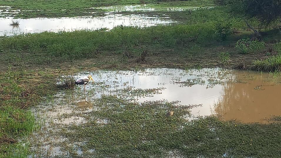Fotos von Katis Safari im Yala-Nationalpark. Dabei sah die Weltreisende viele wilde Tiere, war aber von vielen anderen Fahrzeugen umgeben.