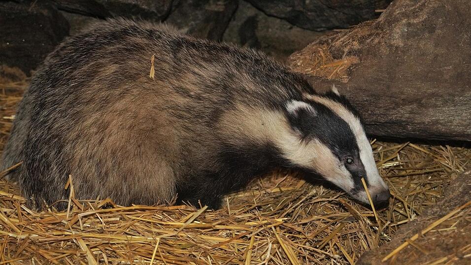 Spannend verspricht das 'Tierparkjahr 2024' zu werden. Spannend verspricht das 'Tierparkjahr 2024' zu werden.