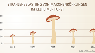 Mit der gemessenen Strahlenbelastung, so wie hier von Maronenröhrligen aus dem Kelheimer Forst, ging es in den letzten Jahren rauf und runter - allerdings auf einem niedrigen Niveau weit unter dem geltenden Grenzwert und in einer schmalen Bandbreite.