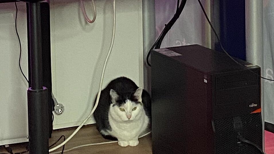 Neben dem Sende-Rechner: Katze Mia ist meistens im Studio mit dabei.