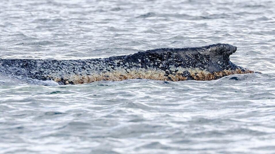 Die Haut des geschw&auml;chten Buckelwals soll befeuchtet werden. (Archivbild)