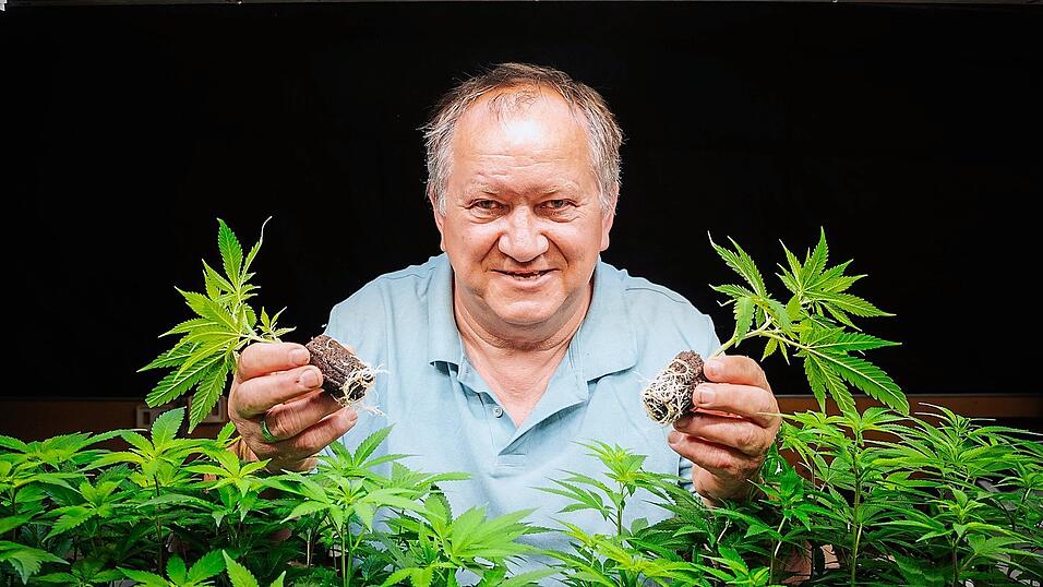 „Schön durchwurzelt, beste Qualität“: Hanfunternehmer Vaclav Cerveny (64) mit Setzlingen in seinem Hanf-Supermarkt „Natur Erlebniswelt“ in Aschheim