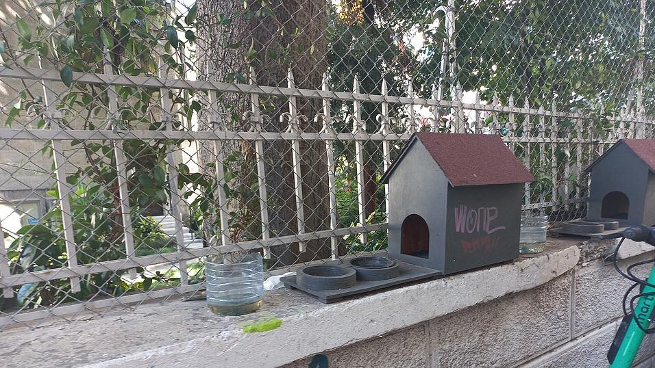 Man trifft sie wirklich überall an: Katzen in Istanbul.