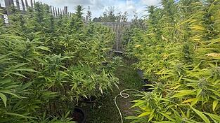 Ein Hinweis führt die Polizei zum Garten eines 67-Jährigen bei Passau. Dort entdecken die Beamten mehr als 20 Cannabispflanzen und im Haus eine erhebliche Menge bereits aufbereitetes Marihuana. Ein Hinweis führt die Polizei zum Garten eines 67-Jährigen bei Passau. Dort entdecken die Beamten mehr als 20 Cannabispflanzen und im Haus eine erhebliche Menge bereits aufbereitetes Marihuana.