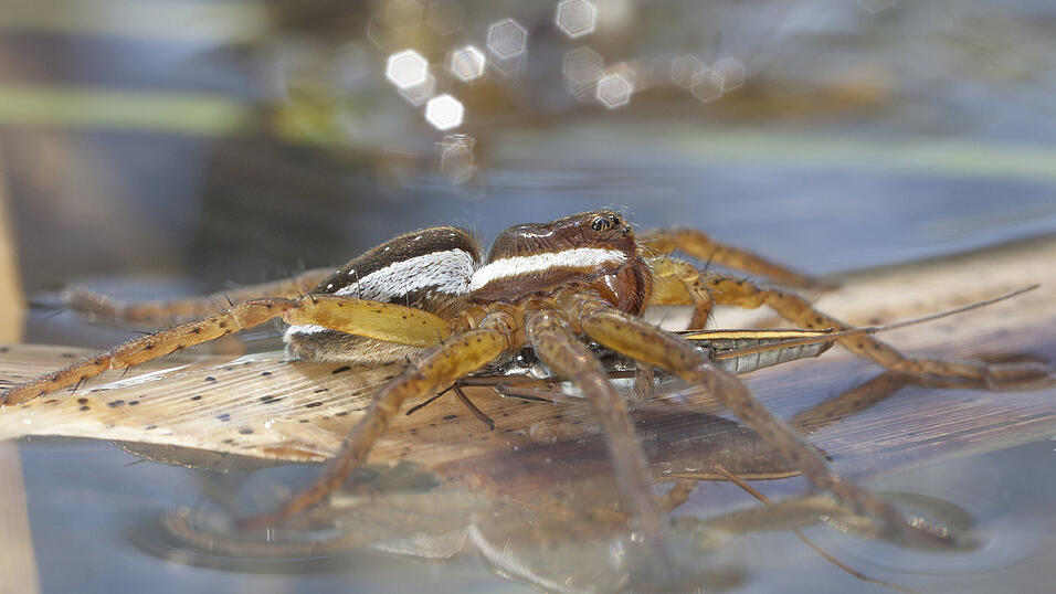 Ihr Jagdgebiet ist das Wasser, sowohl darüber als auch darunter: Bis dato konnte sich die Gerandete Jagdspinne damit rühmen, die größte heimische Spinnenart ohne Netz zu sein. Nach dem Zuzug der Nosferatu-Spinne ist das nicht mehr zwangsweise so. Ihr Jagdgebiet ist das Wasser, sowohl darüber als auch darunter: Bis dato konnte sich die Gerandete Jagdspinne damit rühmen, die größte heimische Spinnenart ohne Netz zu sein. Nach dem Zuzug der Nosferatu-Spinne ist das nicht mehr zwangsweise so.