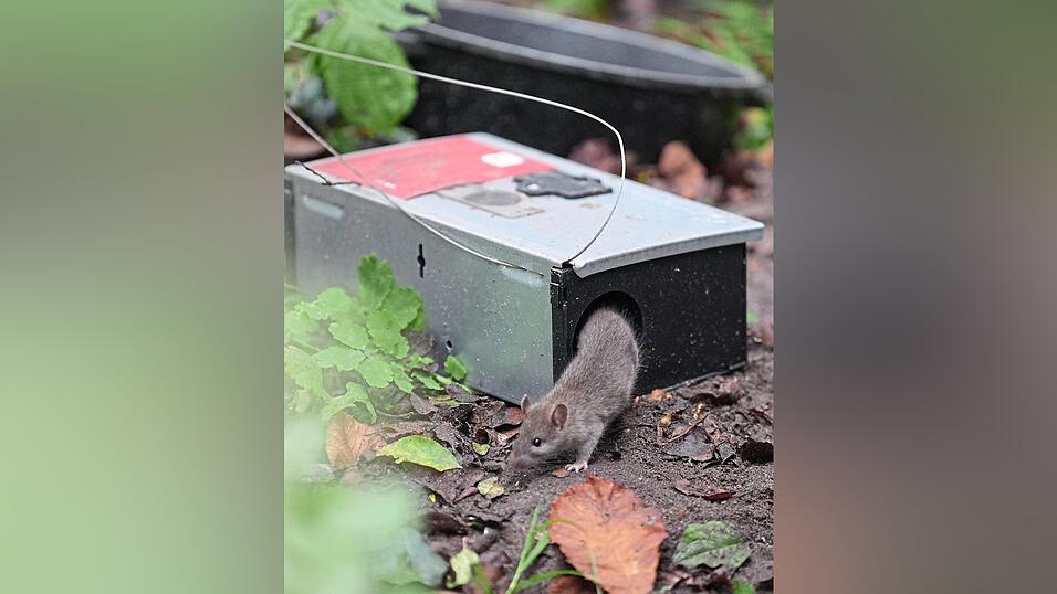 Eine Ratte krabbelt aus einer K&ouml;derbox neben M&uuml;lltonnen in einem Wohngebiet.