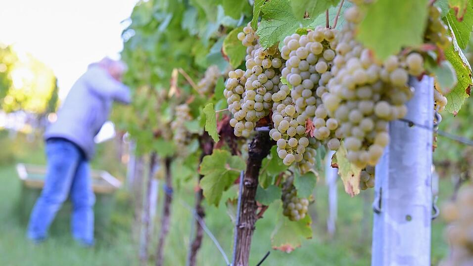 Der Chardonnay-Anbau hat 2025 unter den konventionellen Rebsorten am stärksten zugelegt. (Archivbild) Der Chardonnay-Anbau hat 2025 unter den konventionellen Rebsorten am stärksten zugelegt. (Archivbild)