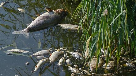 Rund 300 Fische sind tot - die genaue Ursache ist bisher nicht klar. (Symbolbild)