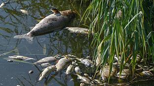 Rund 300 Fische sind tot - die genaue Ursache ist bisher nicht klar. (Symbolbild) Rund 300 Fische sind tot - die genaue Ursache ist bisher nicht klar. (Symbolbild)