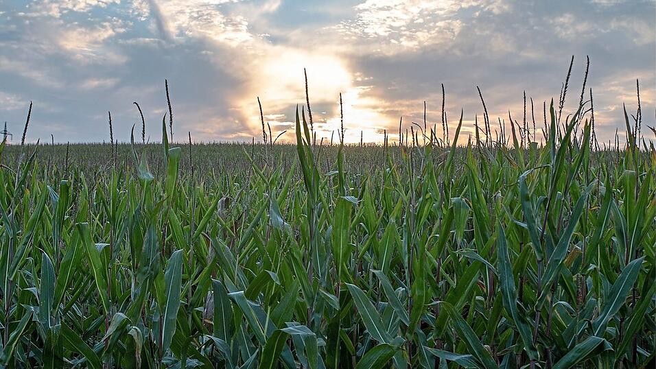 Sinkende Grundwasserst&auml;nde k&ouml;nnen sich sehr negativ auf die Landwirtschaft auswirken. Der Landkreis Landshut ist von einem Szenario, wie es sich etwa gerade in Spanien ereignet, aber zum Gl&uuml;ck noch sehr weit entfernt.