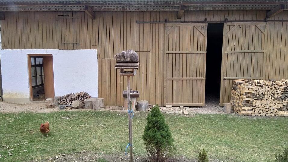 Katze schl&auml;ft in Vilsheim