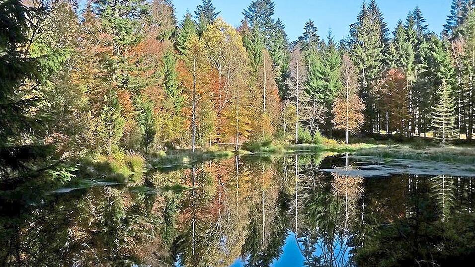 Der Grimmeisenweiher ist ein Höhepunkt auf der Wanderung. Der Grimmeisenweiher ist ein Höhepunkt auf der Wanderung.
