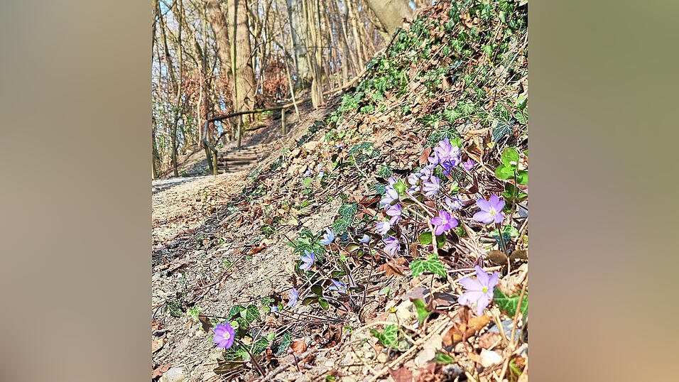 Hier entlang, an den Leberbl&uuml;mchen vorbei, geht es auf die Carossah&ouml;he &uuml;ber den Waldweg.