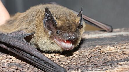 Die Weißrandfledermaus ist eine wärmeliebende Art und könnte sich wegen der Klimaerwärmung immer weiter nach Norden ausbreiten.