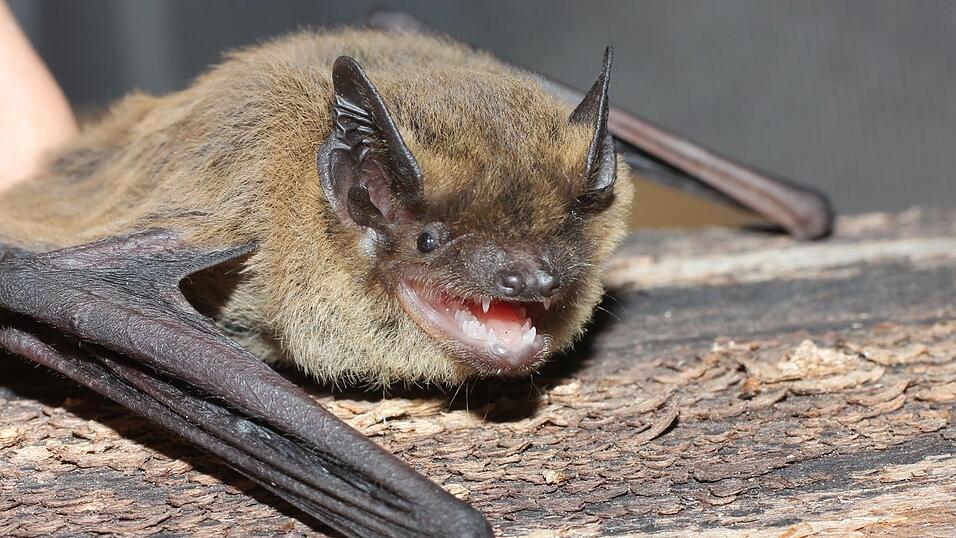 Die Weißrandfledermaus ist eine wärmeliebende Art und könnte sich wegen der Klimaerwärmung immer weiter nach Norden ausbreiten.